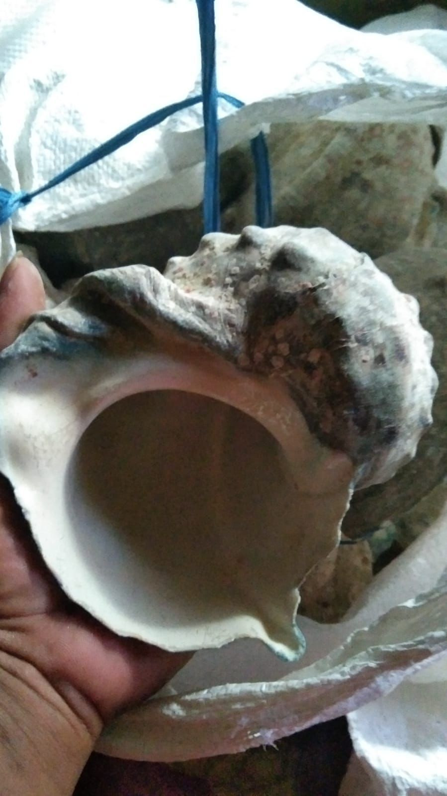 Başka Yerde Yok! İskeçeli Cemil Usta Eseri Bali Mavi Deniz Salyangoz Fosili 55.10 Gr.Sertifikalı 10079 küçük resim 6
